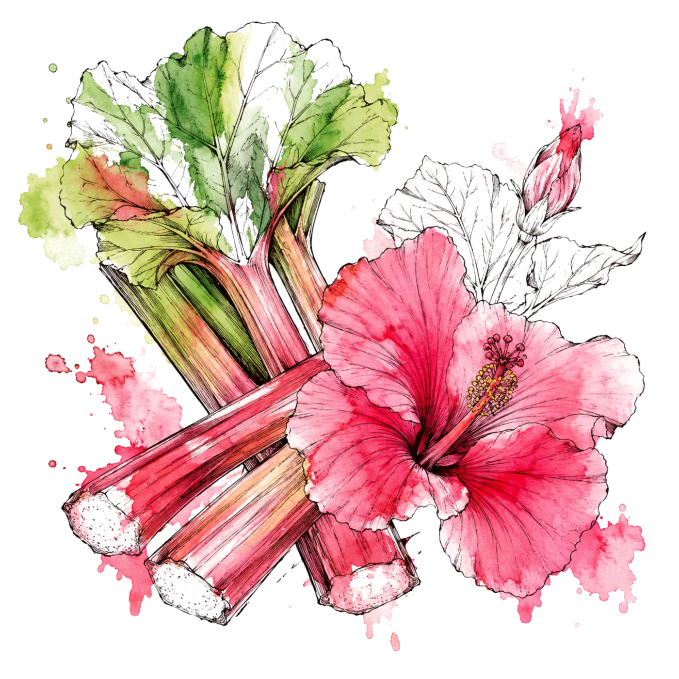 Watercolour of rhubarb stems with a deep pink hibiscus flower